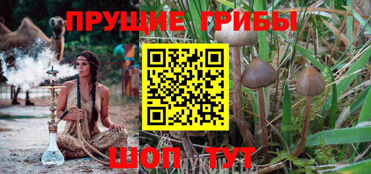 Лянтор  Псилоцибиновые грибы Psilocybe  Вход с VPN 